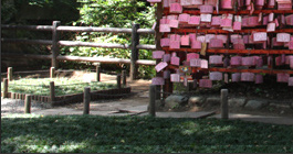 むすびの樹（江島神社）
