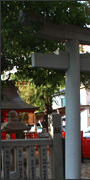 松尾神社の杉の木